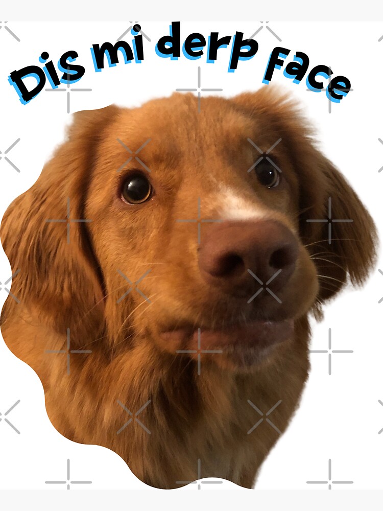 Dis mi Derp face, silly NSDTR dog, funny dog, toller lover, Magnet