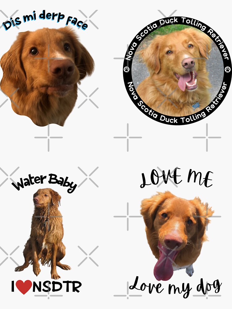 Nova scotia duck hot sale tolling retriever gifts