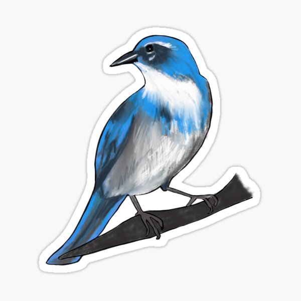  California Blue Jay Anime Baby Bird Lover Nature Enthusiast T- Shirt : Clothing, Shoes & Jewelry