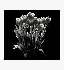 Tulips Photographic Print