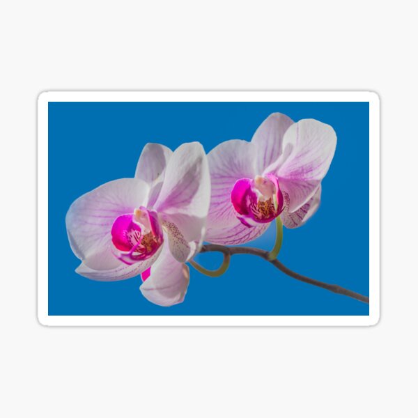 Orchid Sticker