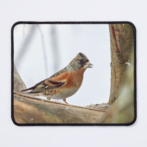 Item preview, Off the mouth. Brambling designed and sold by Jouko Lehto Photography.