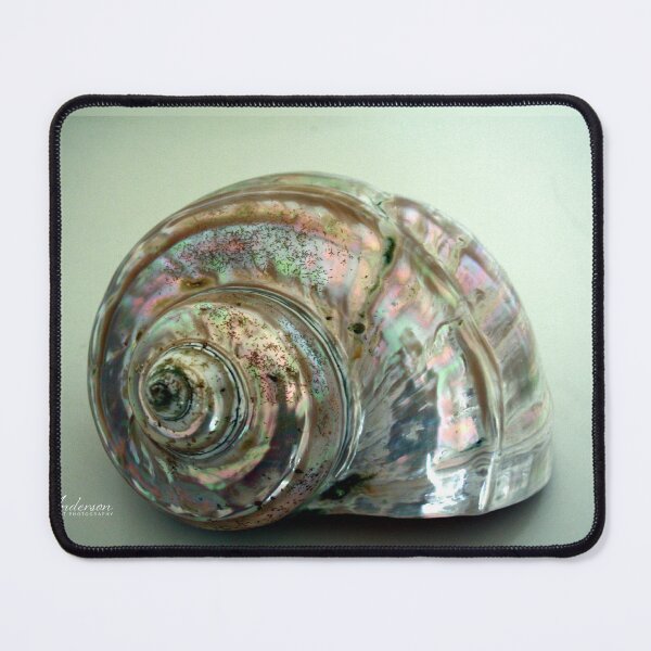 Item preview, Moon Snail Shell designed and sold by CJ Anderson.
