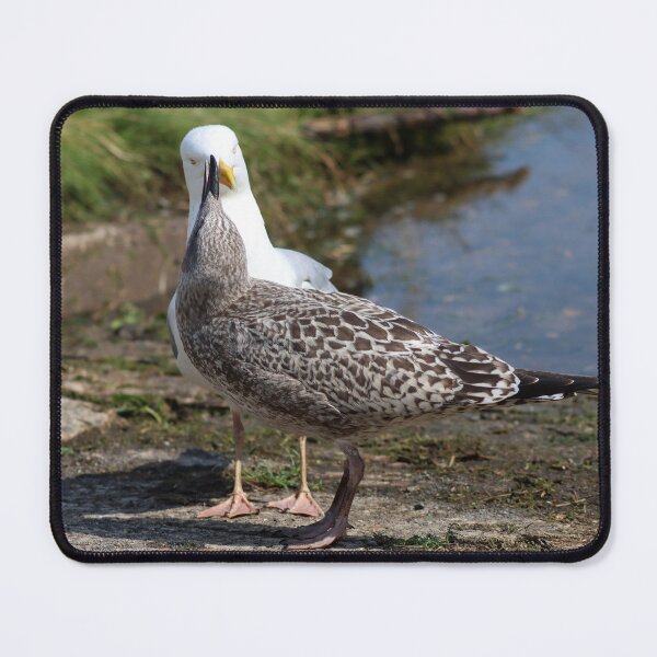 Item preview, Begging seagull chick designed and sold by GreyFeatherPhot.