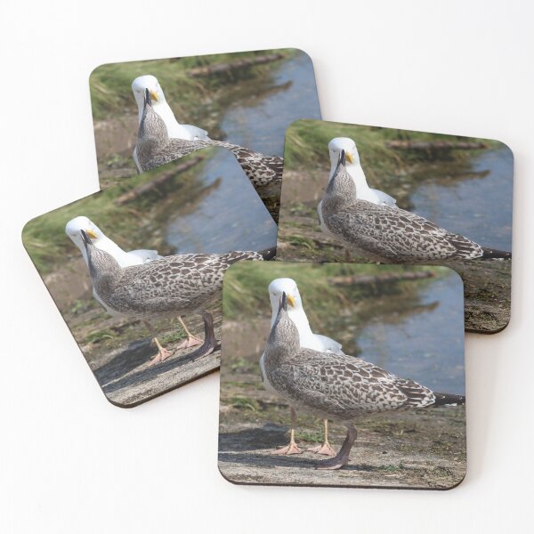 Item preview, Begging seagull chick designed and sold by GreyFeatherPhot.