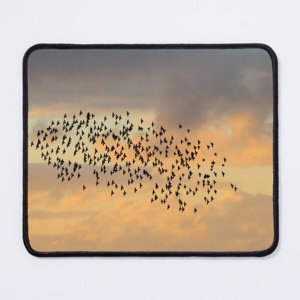 Item preview, Starling sillhouettes designed and sold by GreyFeatherPhot.