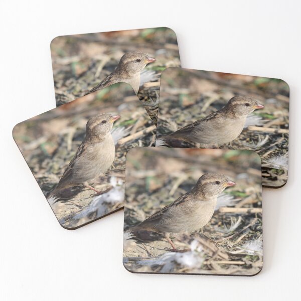 Item preview, Female house sparrow designed and sold by GreyFeatherPhot.