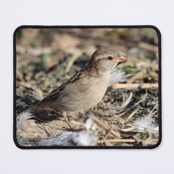 Item preview, Female house sparrow designed and sold by GreyFeatherPhot.