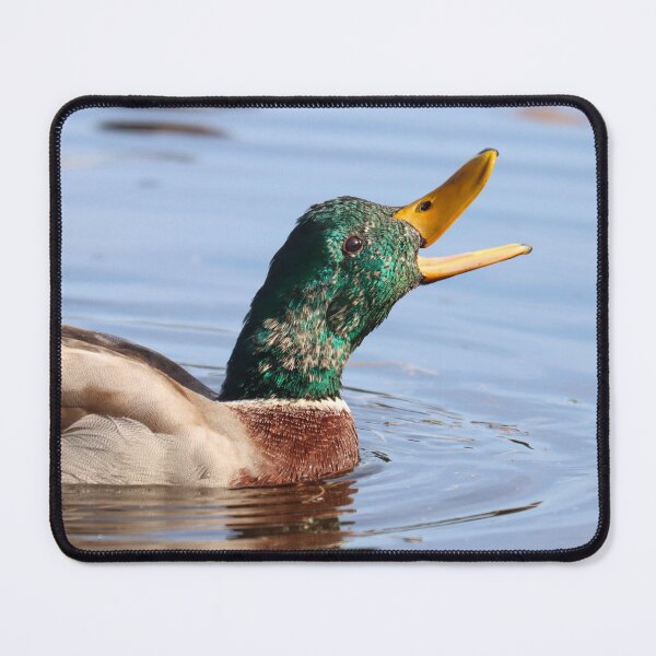 Item preview, Happy mallard designed and sold by GreyFeatherPhot.