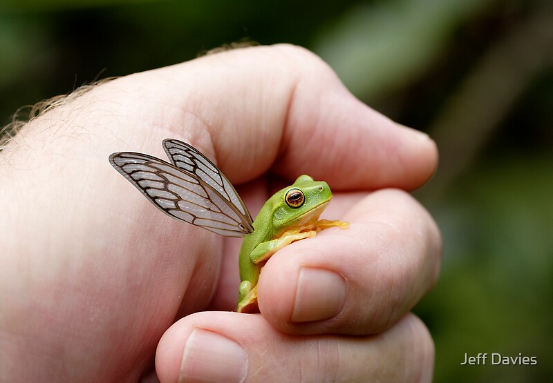 "A rare and endangered species" by Jeff Davies | Redbubble