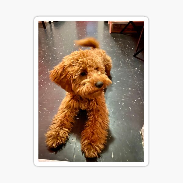"Cavapoo " Sticker for Sale by BOBBYBABE | Redbubble