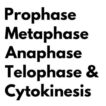 telofase etiquetada