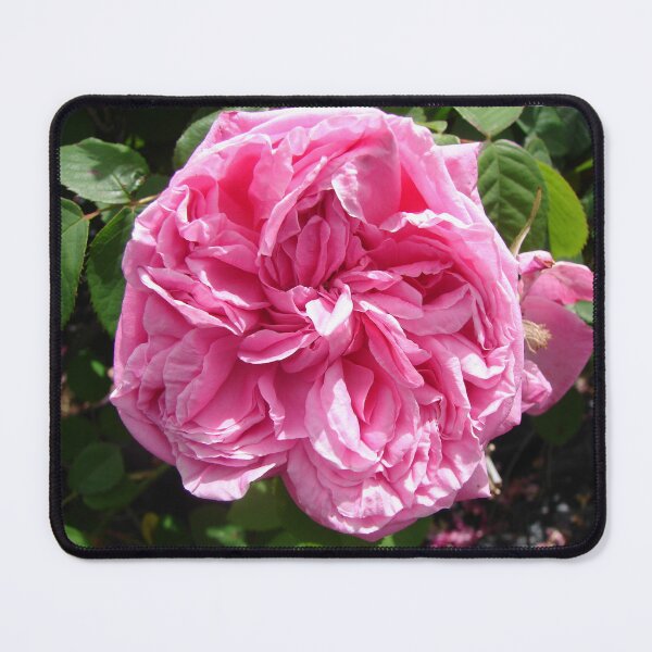 Item preview, Pink Vintage Rose Cabbage Paul Ricault designed and sold by Sarah  Rajkotwala.