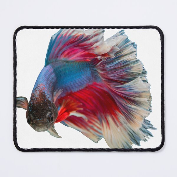 Item preview, Siamese Fighting fish lovely design for people who keep tropical fish designed and sold by Abstractdiva.