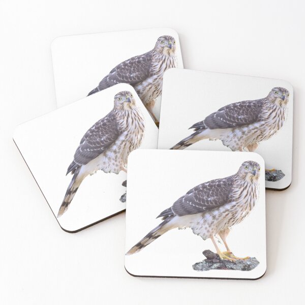 Item preview, Cooper's Hawk designed and sold by LeslieMac713.