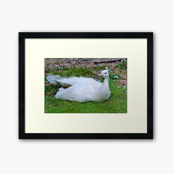 EXOTIC ~ White Peacock tQqQ8z67 by David Irwin Framed Art Print