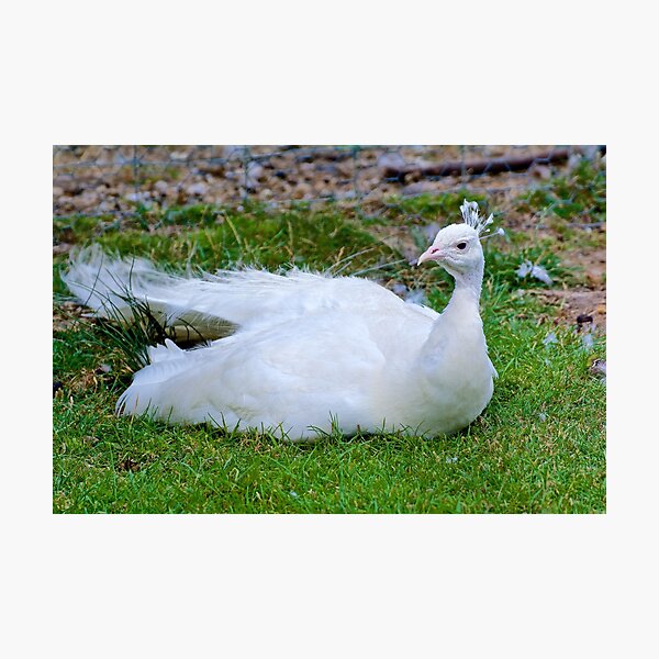 EXOTIC ~ Indian Peafowl by David Irwin Photographic Print