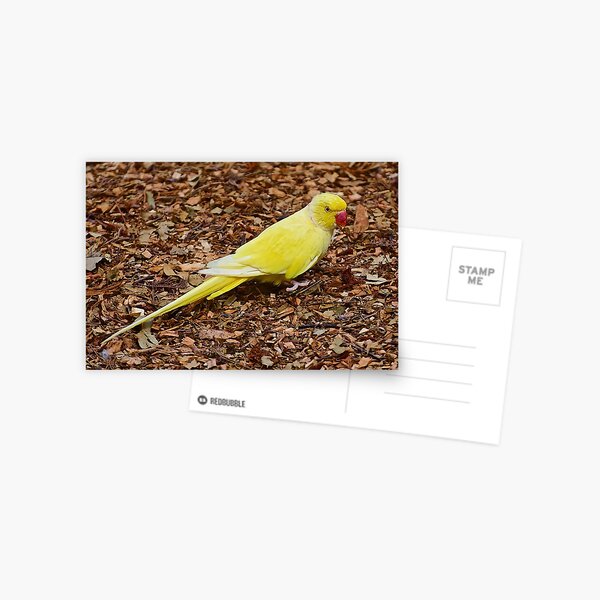 EXOTIC ~ PARROT ~ Indian Ringneck by David Irwin Postcard