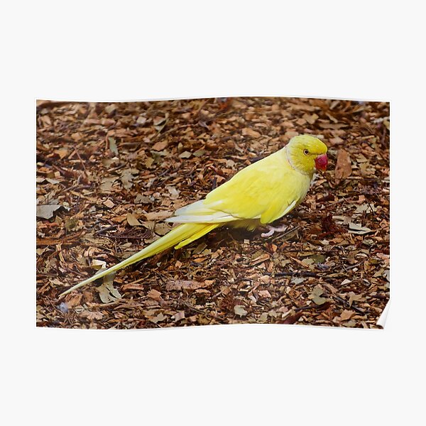 EXOTIC ~ PARROT ~ Indian Ringneck tCsk3NDm by David Irwin Poster