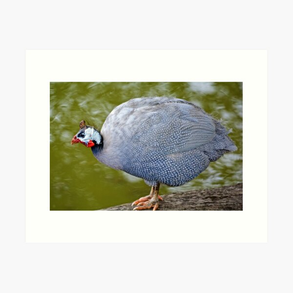 EXOTIC ~ Helmeted Guinea Fowl VuBD6Gh4 by David Irwin Art Print