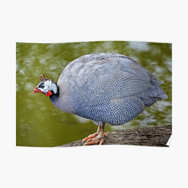EXOTIC ~ Helmeted Guinea Fowl VuBD6Gh4 by David Irwin Poster