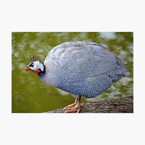 EXOTIC ~ Helmeted Guinea Fowl VuBD6Gh4 by David Irwin Photographic Print