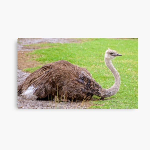 EXOTIC ~ RATITE ~ Ostrich dLxVNuuz by David Irwin Metal Print