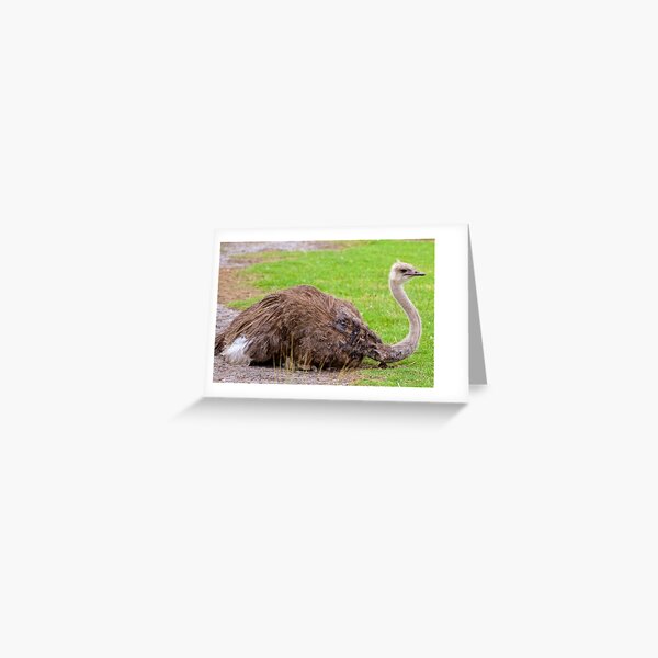 EXOTIC ~ RATITE ~ Ostrich dLxVNuuz by David Irwin Greeting Card