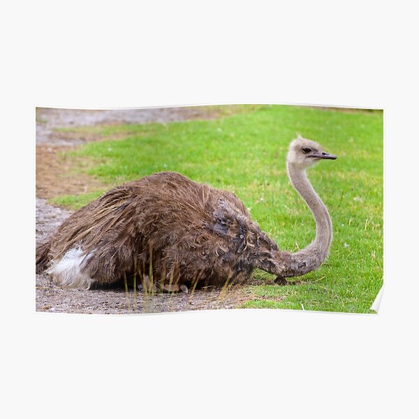EXOTIC ~ RATITE ~ Ostrich dLxVNuuz by David Irwin Poster