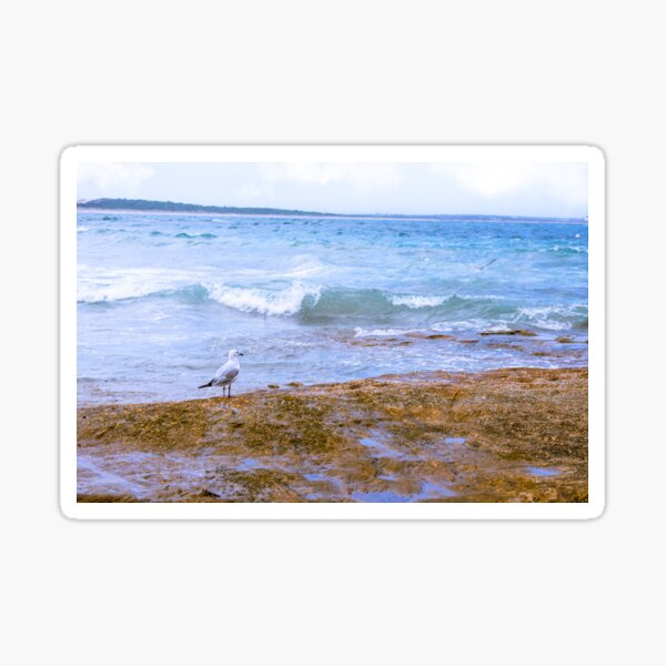 Seagull by the beach Sticker