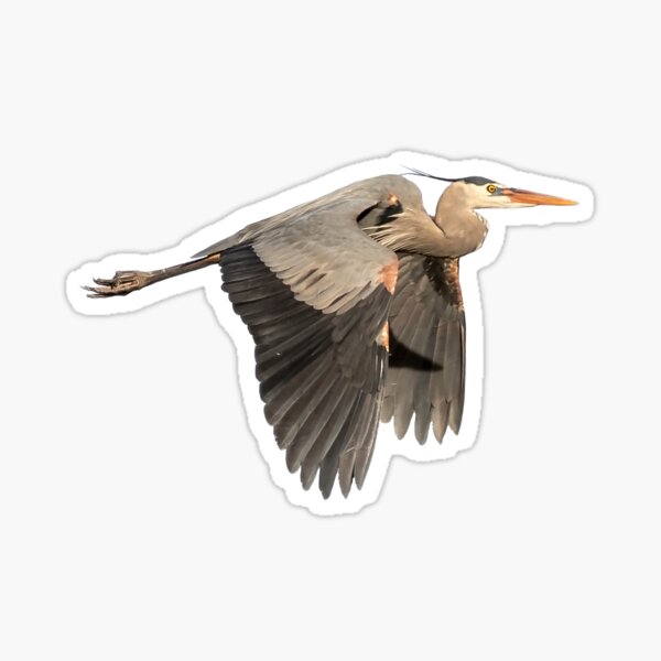Item preview, Isolated Great Blue Heron 2015-5 designed and sold by Thomasyoung.