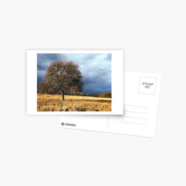 Solitude Postcard