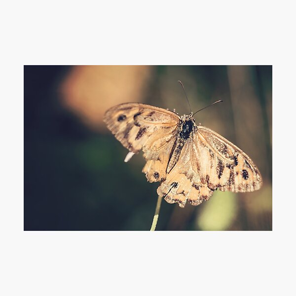 Butterfly Wingspan Photographic Print
