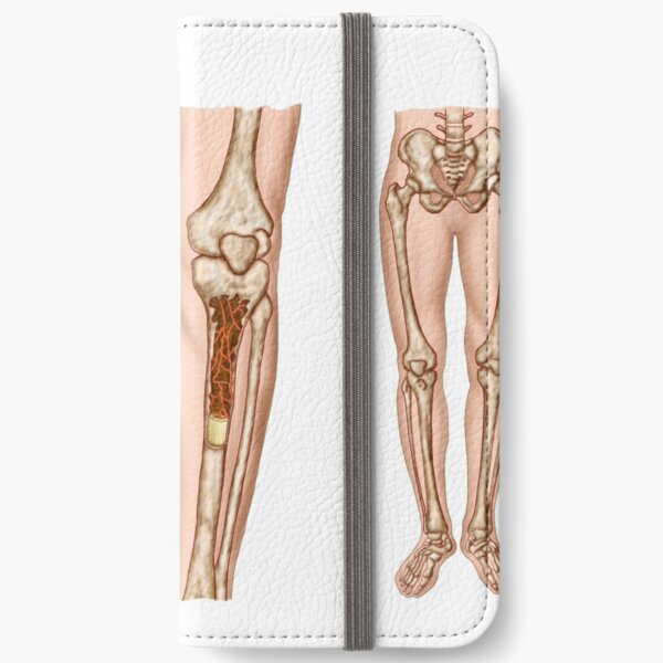 Anatomy of human bone marrow.