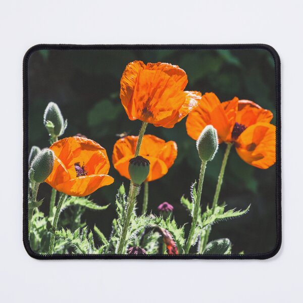 Item preview, Oriental poppies orange flowers designed and sold by StohlerPhotos.