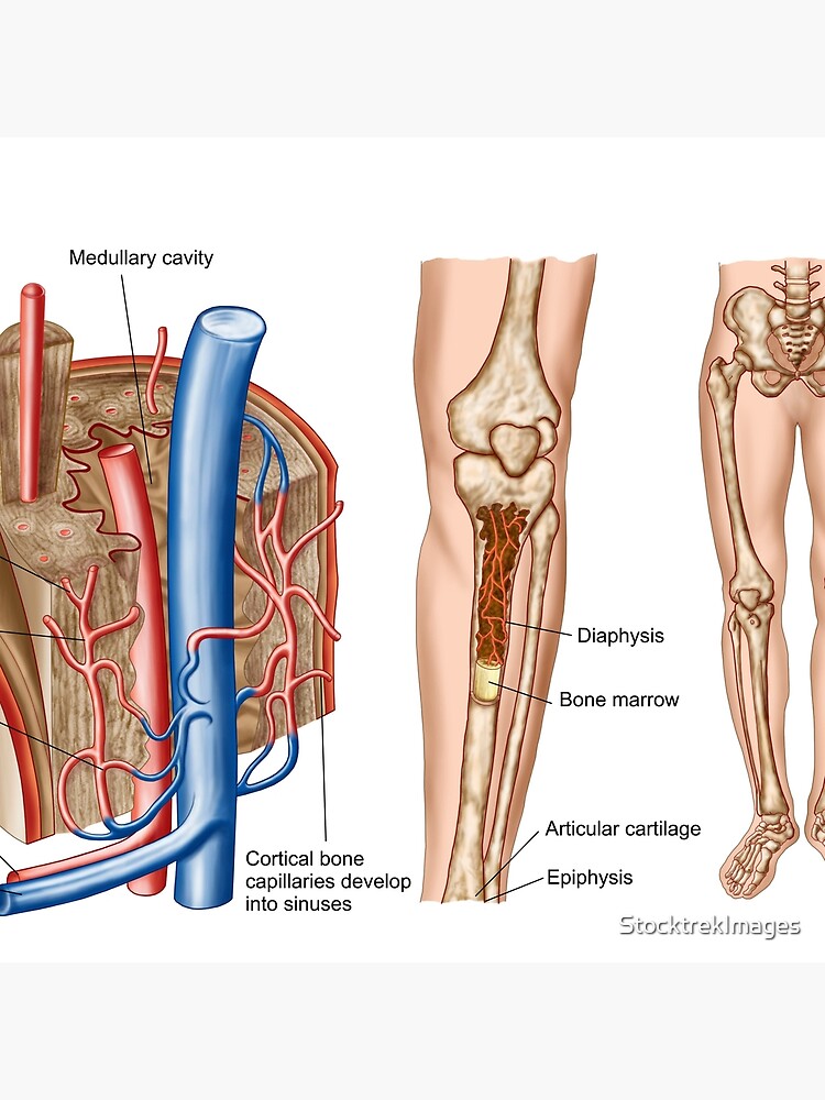 Anatomy of human bone marrow. | Throw Pillow