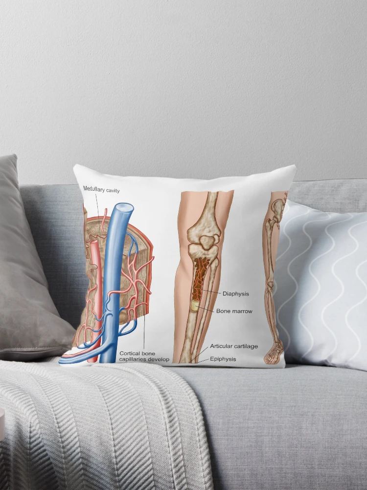 Anatomy of human bone marrow.