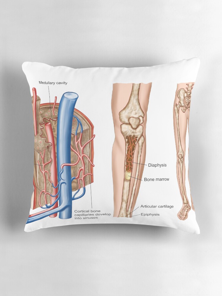 Anatomy of human bone marrow.