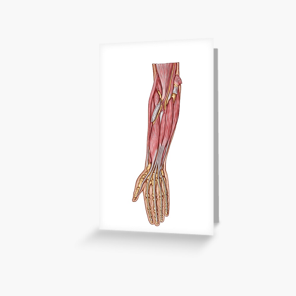 Anterior forearm area picture
