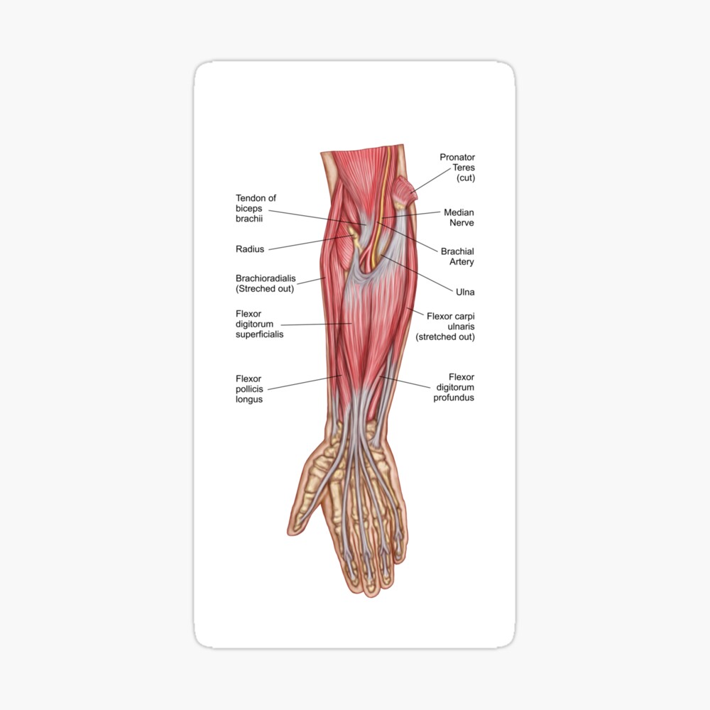 forearm muscles