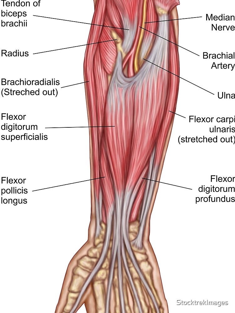 diagramme des muscles du bras