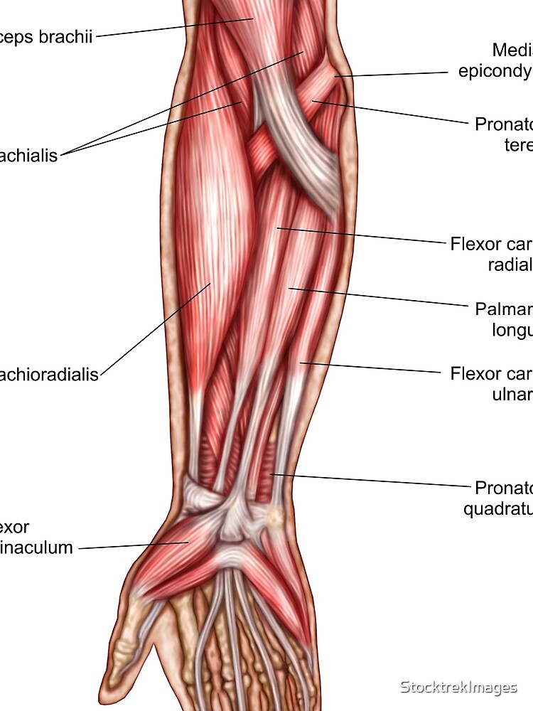 "Anatomy of human forearm muscles, superficial anterior view