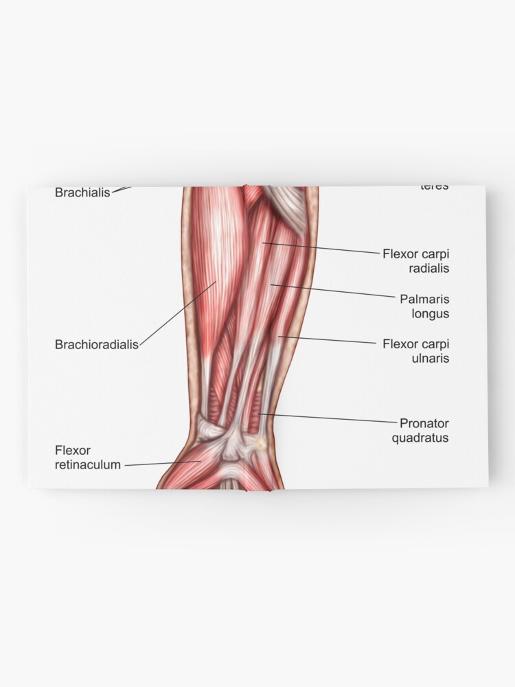 Anatomy of human forearm muscles, superficial anterior view Stock Photo -  Alamy