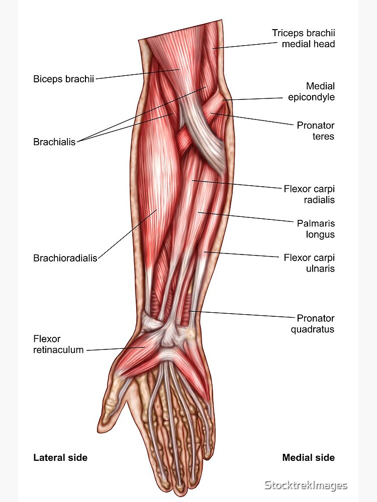 Human Biceps Triceps Flexor Other Muscle Stock Vector