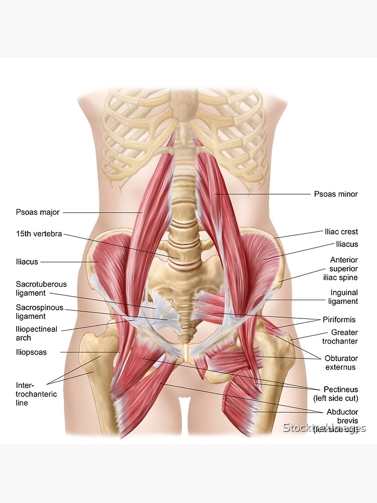 The Iliac Crest: Anatomy and 3D Illustrations