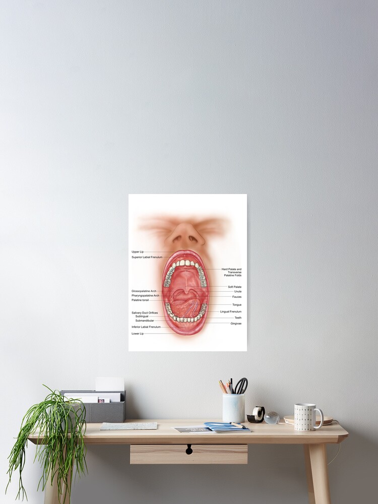 Anatomy of human mouth cavity. Poster