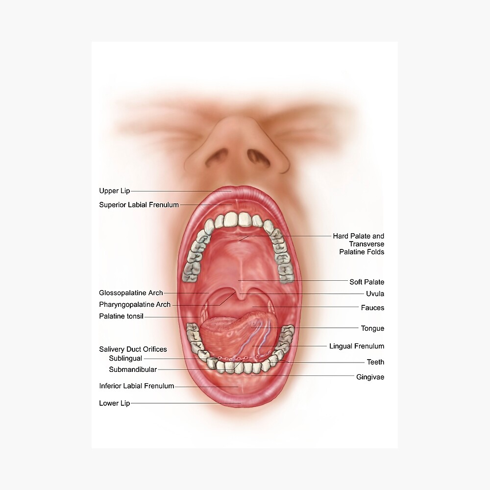 Anatomy of human mouth cavity. Poster