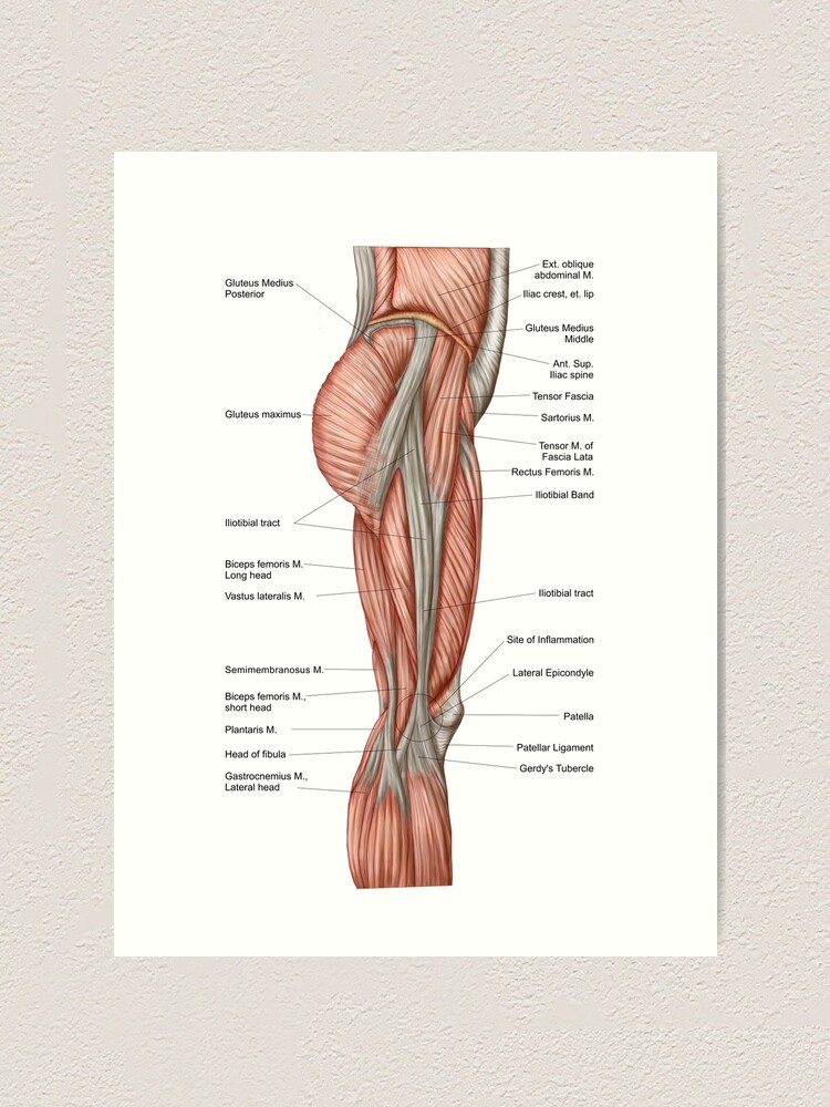 Anatomy of upper leg muscles  Photographic Print for Sale by