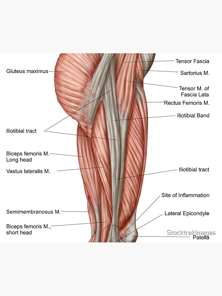 "Anatomy of human thigh muscles, anterior view." Travel Coffee Mug by