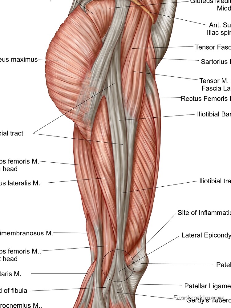 Iliotibial tract - Pocket Anatomy